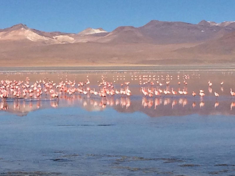 flamingos!!! 
