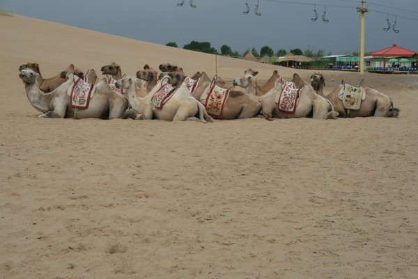 Desert Taxis (Camels) in Sand Lake