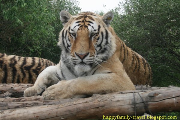 Tiger close up