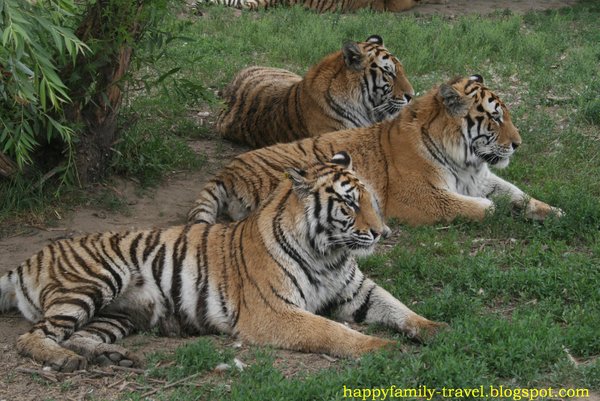 Tigers resting