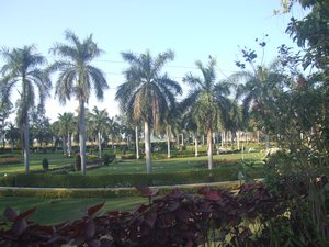 Ajwa Nimeta Garden