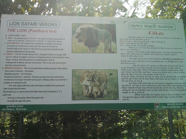 Lion Safari near Madhuban dam