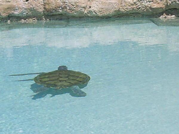 One arm turtle at Seaworld