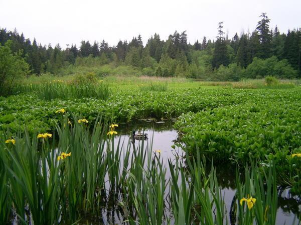 Lake in Stanley Park