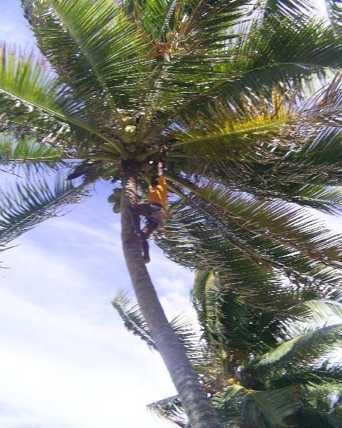 Ratu up the coconut tree