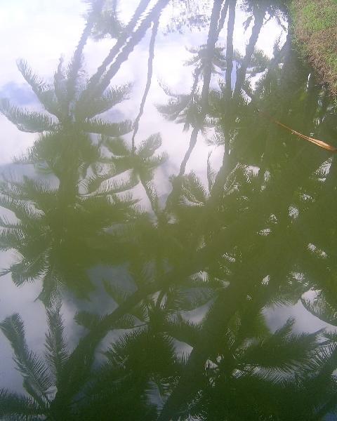 Palm reflection