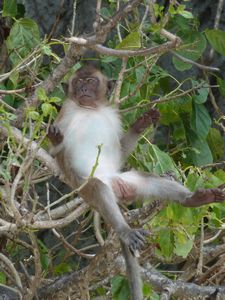 Relaxing Monkey!