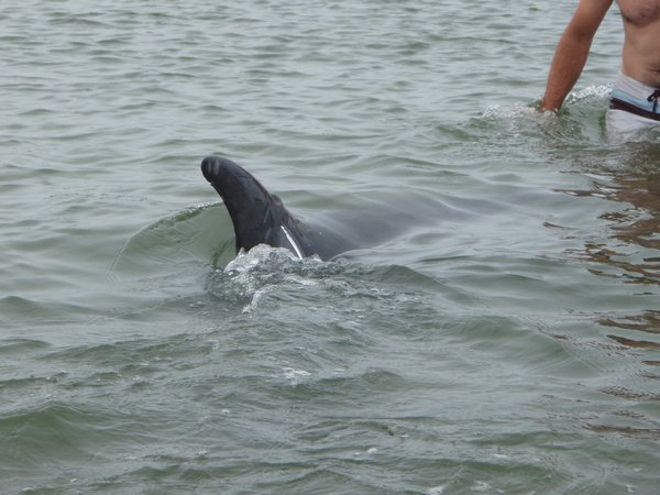 Moko the friendly dolphin
