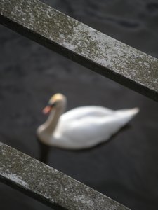 Sally the Swan