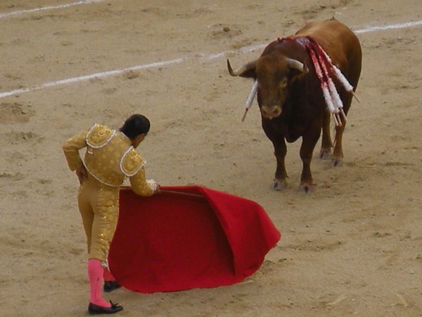 Man vs. Bull