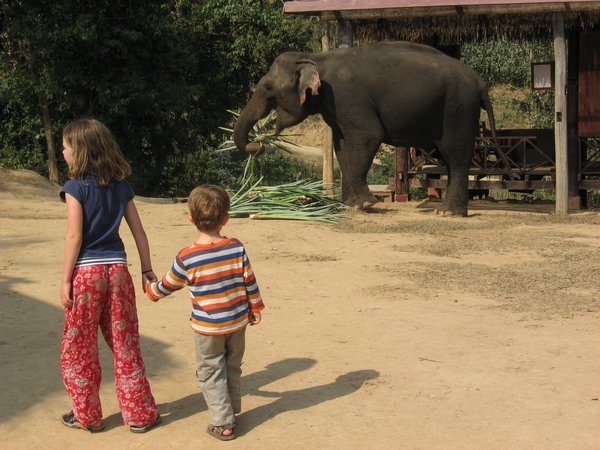 Love among the elephants