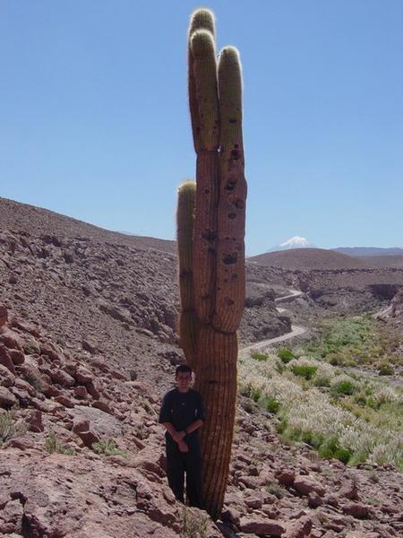 Um cactus gigante