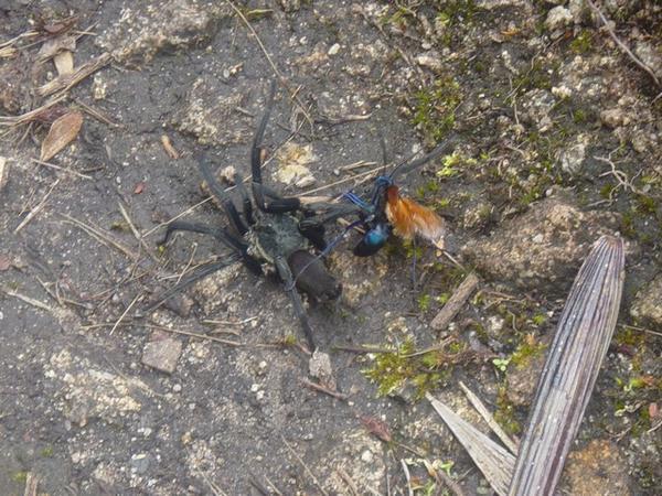 A briga entre a vespa e uma aranha - The fight between a bug and a spider