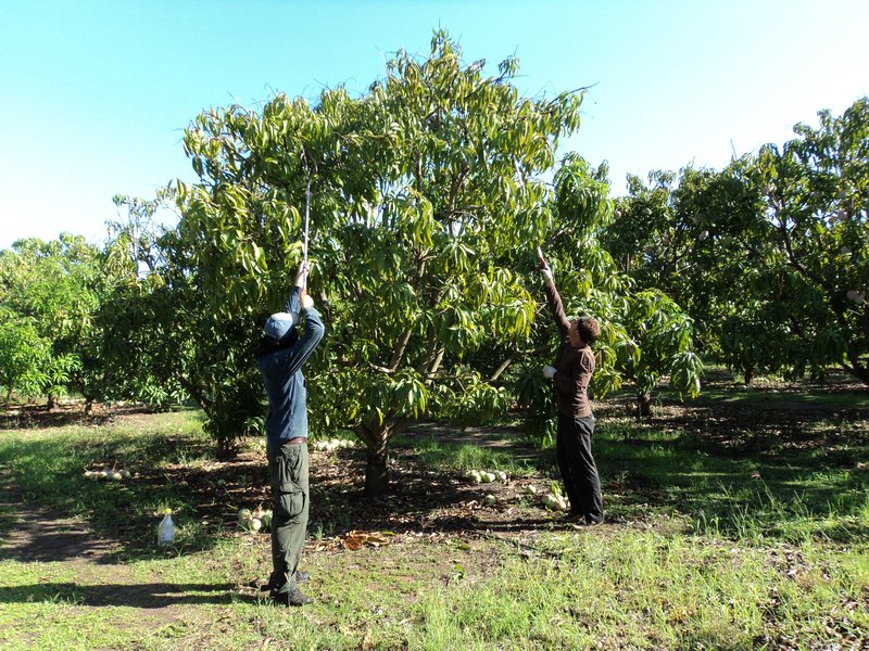 Mango Picking | Photo