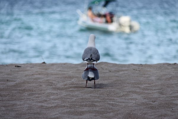 cheeky seagulls