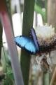 brazil butterfly at last