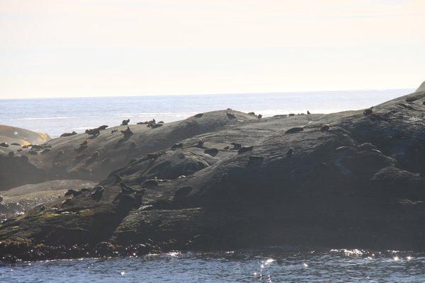 seals at tasman sea