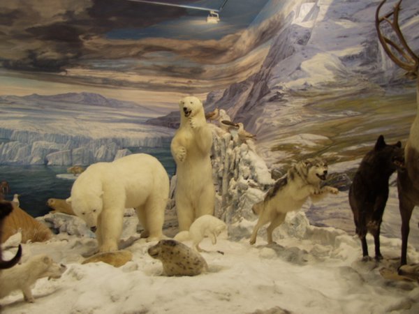 Sala Artico, en el museo de la fauna salvaje. Valdehuesa, Boñar