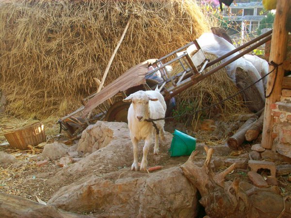 Sheep in Shilin village