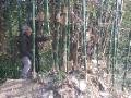 Xingping zhen. Bamboo