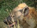 The Laughing Hyena