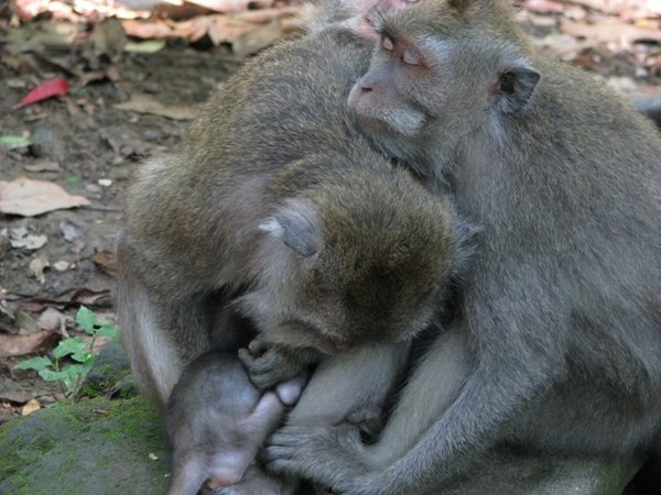 sleeping monkeys