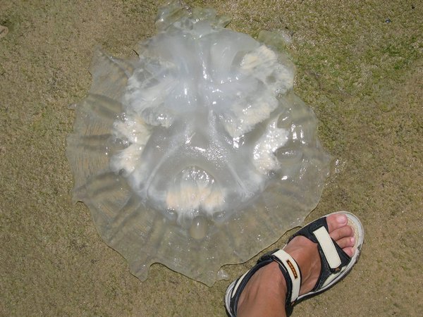 a big jellyfish on the beach