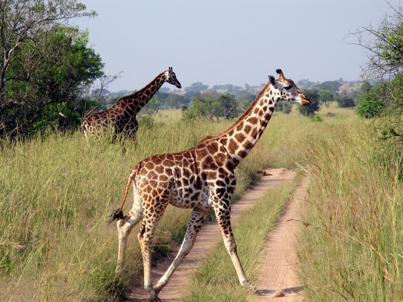 giraffes crossing the road