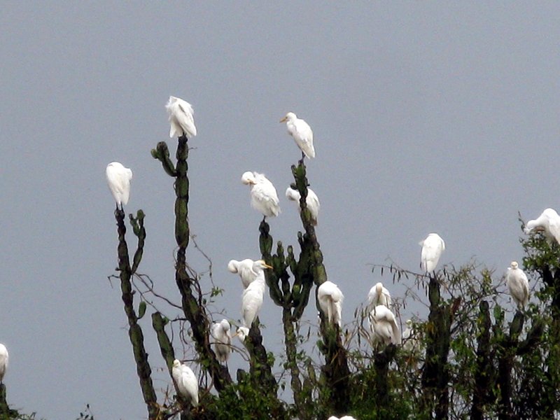 white egrets