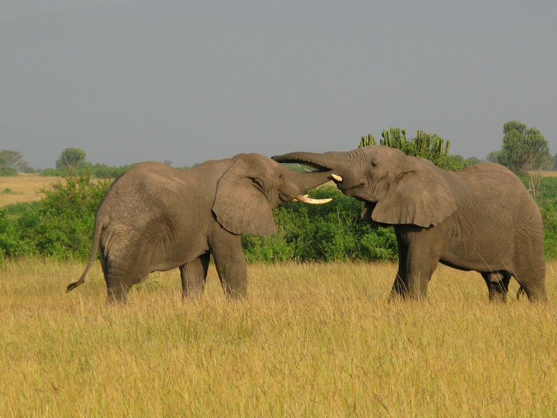 young elephants