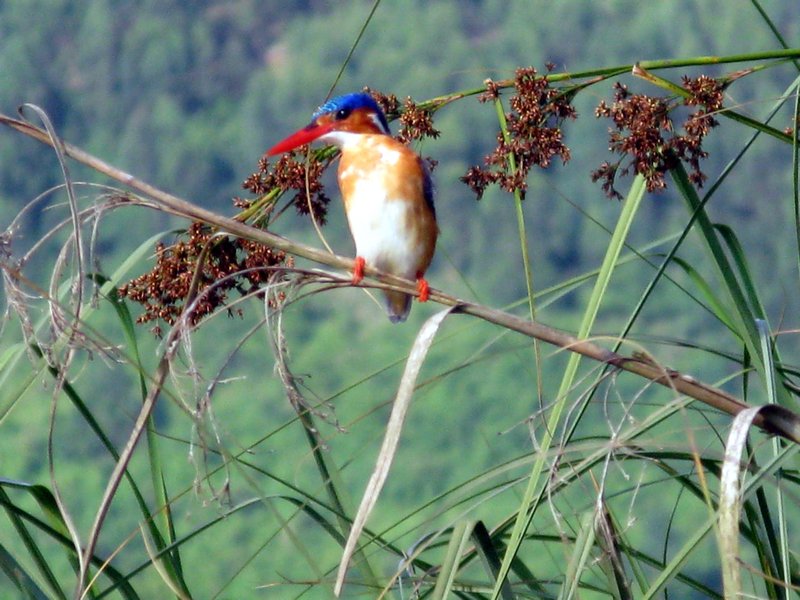malachite kingfisher
