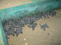 baby turtles in sukamade