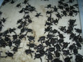 baby turtles in sukamade