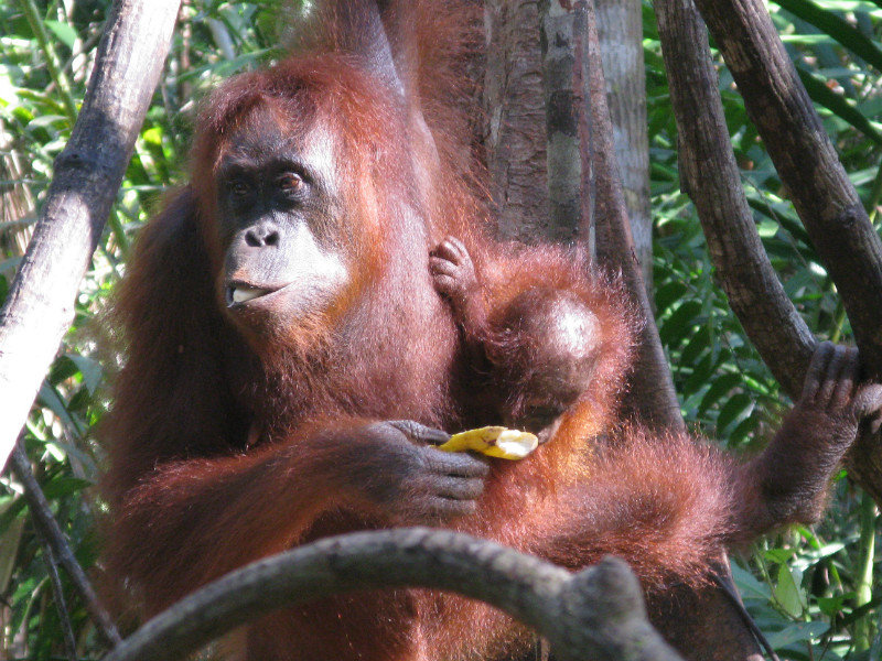 orang utang and baby