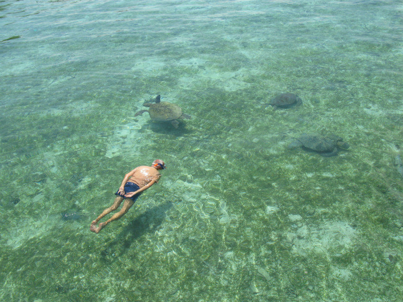 snorkelling with turtles