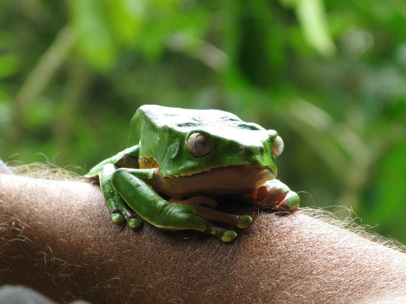 frog in leticia
