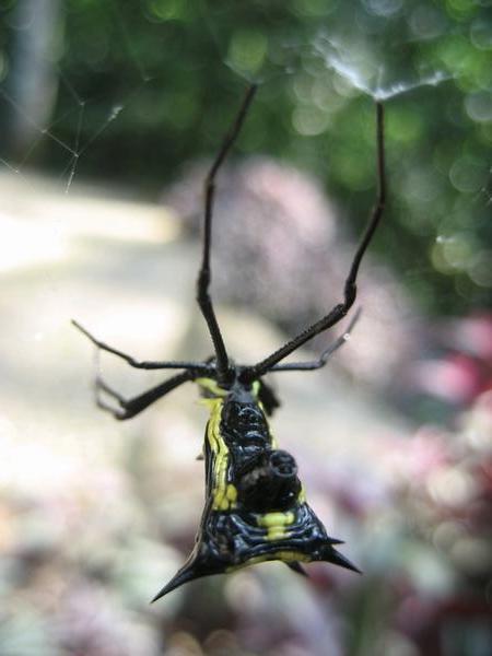 Black and Yellow Spider
