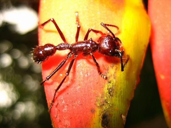 The Conga Ant