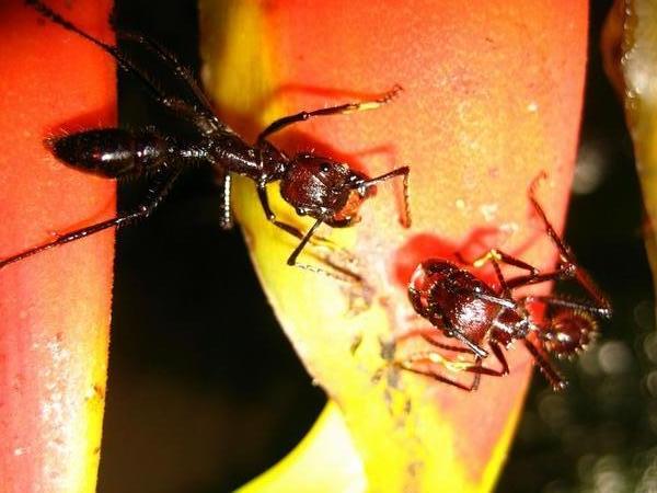 Conga Ants!!!!