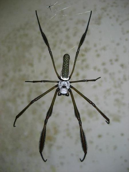 Silver Nephila Spider