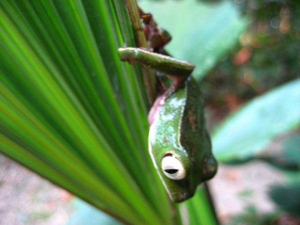 Painted Belly Monkey Frog