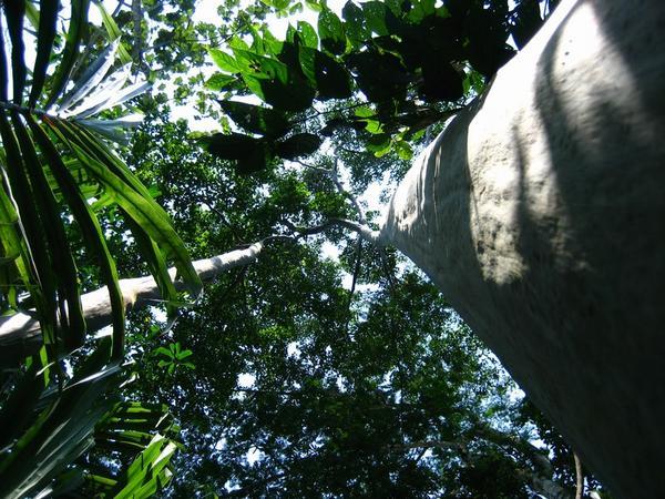 To the Jungle Canopy