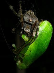 Spider Eating a Cricket