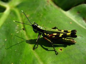 Poison Grasshopper