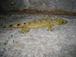Turnip Tail Gecko