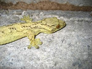 Turnip Tail Gecko