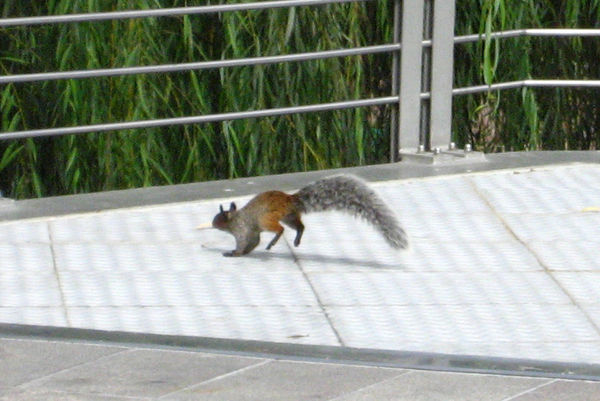 Squirrel On The Run!