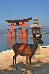 Itsukushima Shrine (torii)