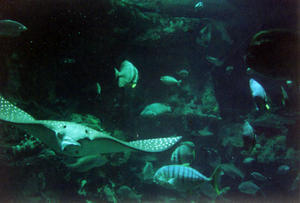 Ocean Park Aquarium