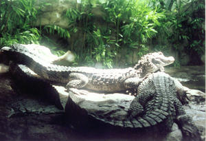 Crocs at Ocean Park